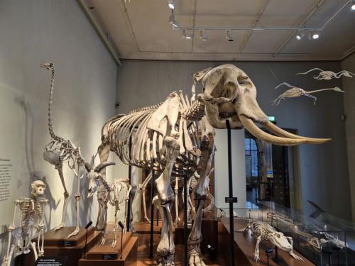 05 donnerstag naturkundemuseum